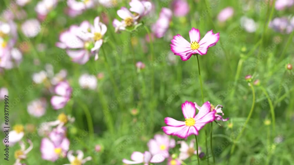 Cosmos flowers bloom in the summer sun.