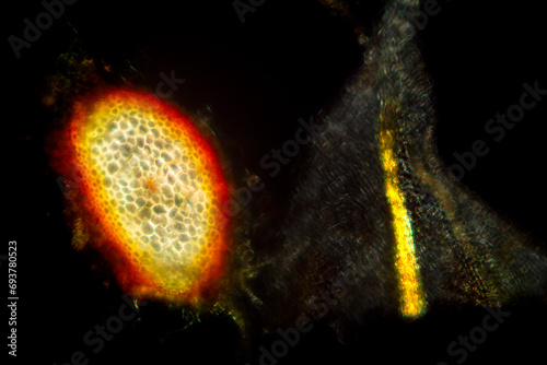 Glowing stem and midrib of a leaf with polarizing microscopy. photo