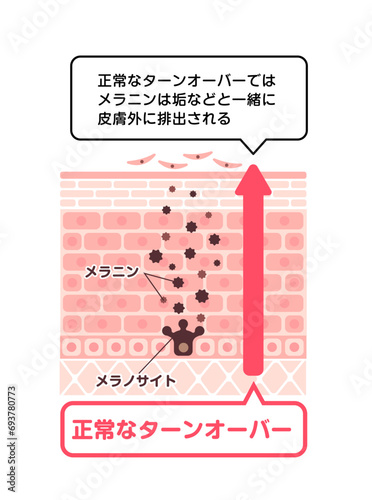健康な皮膚のターンオーバーの仕組み ベクターイラスト（解説文付き）