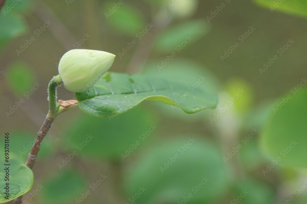 Species of flowering plant, Magnolia Siebold Species of flowering plant, Magnolia Siebold