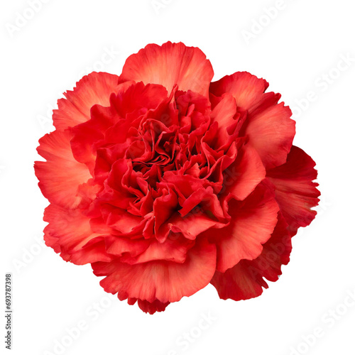 red carnation flower © fromage