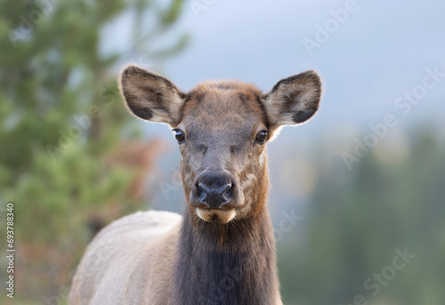 Close up of a female cow elk