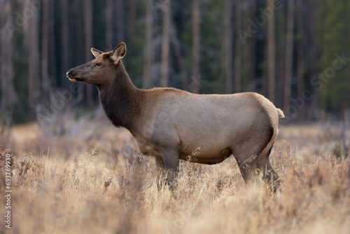 Side profile of a female cow elk