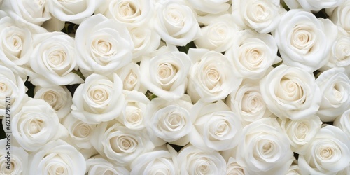 Natural fresh white roses flowers full background, Top view