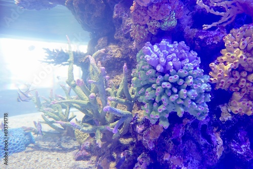 Fototapeta Naklejka Na Ścianę i Meble -  Aquarium oceanarium wildlife , Tropical sea underwater fishes on coral reef. Aquarium oceanarium wildlife colorful marine landscape at Rayong Aquarium.