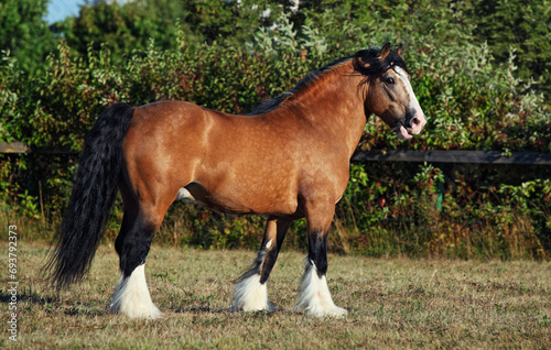 Vászonkép Gypsy Vanner Horse walks in summer farm