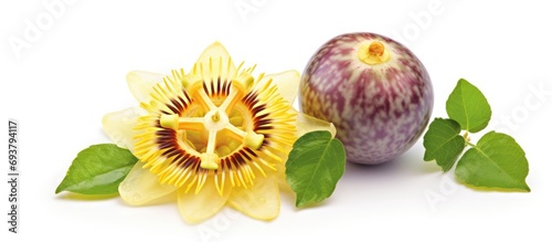 Passiflora edulis Sims is also known as Passion Fruit, Jamaica honey-suckle, and Yellow granadilla.