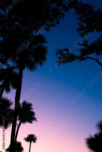 palm trees silhouette against pink and purple sunrise on Hilton