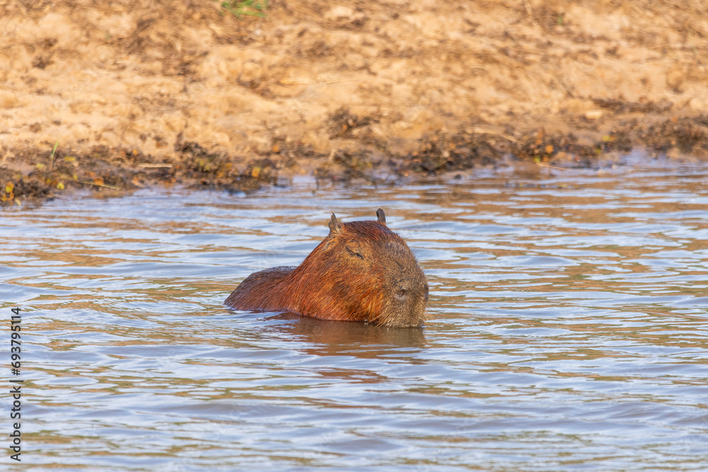 Fototapeta premium Capybara rodent inside lake in the Pantanal of Miranda