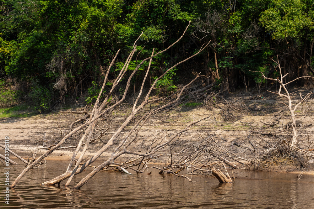 Fallen trees on river beaches during severe drought in the Amazon Stock ...