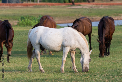 Horses grazing on grass fields in the Pantanal of Miranda