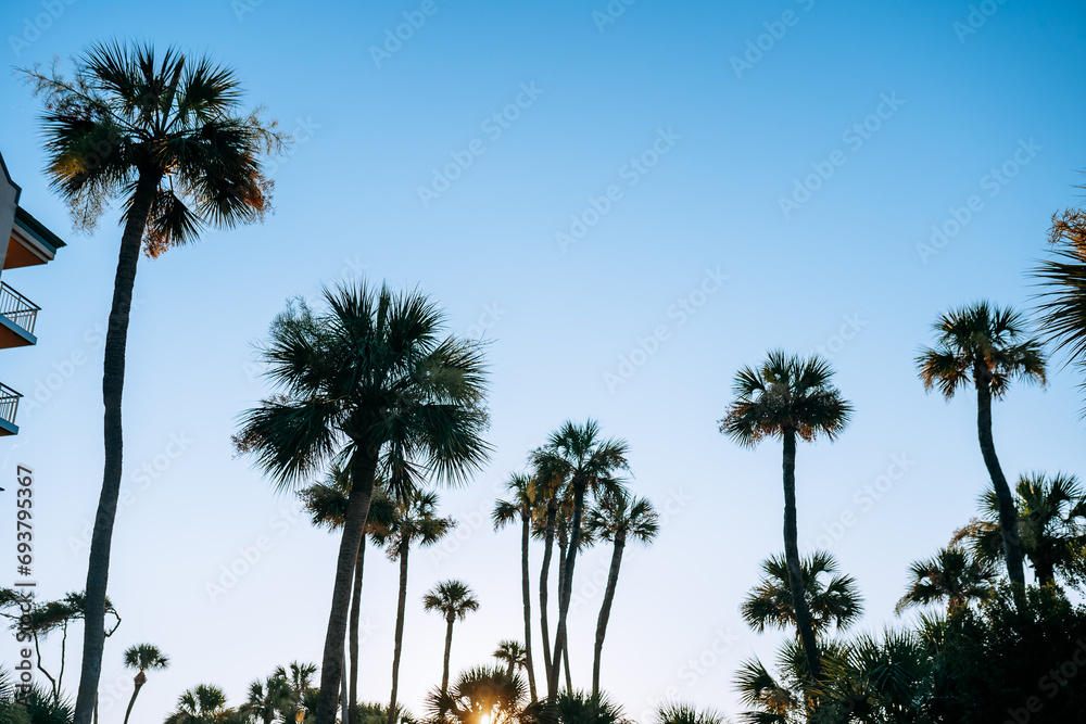 Obraz premium palm trees and blue morning sky on Hilton Head Island