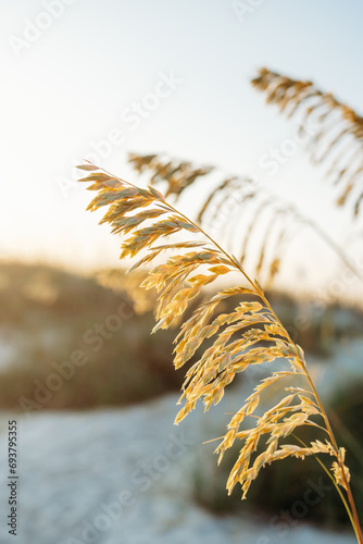 close up of sea oats on Hilton Head Island, SC Palmetto Dunes