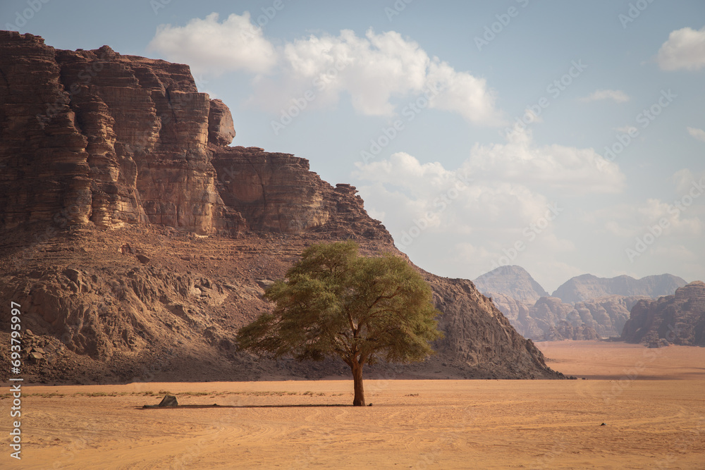 Single tree in the middle of desertic plain of Wadi Rum, Jordan Single tree in the middle of desertic plain of Wadi Rum, Jordan