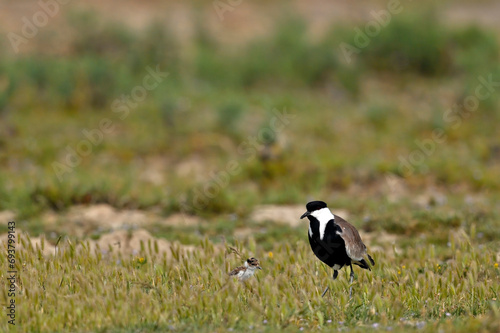 Spornkiebitz mit K  ken    Spur-winged lapwing with chick  Vanellus spinosus  - Axios-Delta  Griechenland