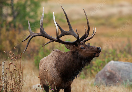 Portrait of a large bull elk photo