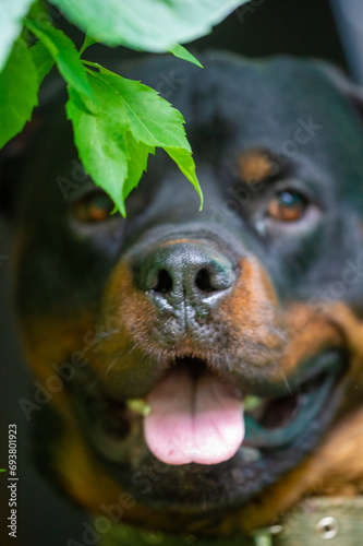 Majestic and powerful, this Rottweiler poses with an air of regal confidence. Rottweiler Love