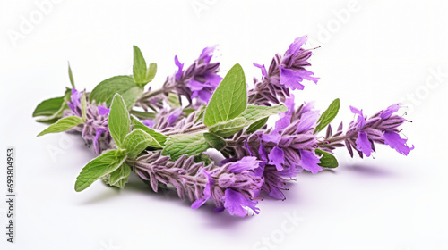 Isolated Salvia sclerae clary or clary sage herb