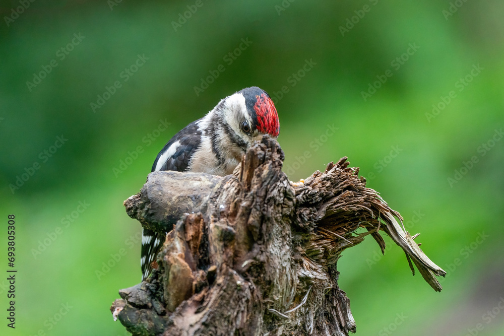 A woodpecker eats insects from a tree trunk. Red feathers, green natural background in the forest