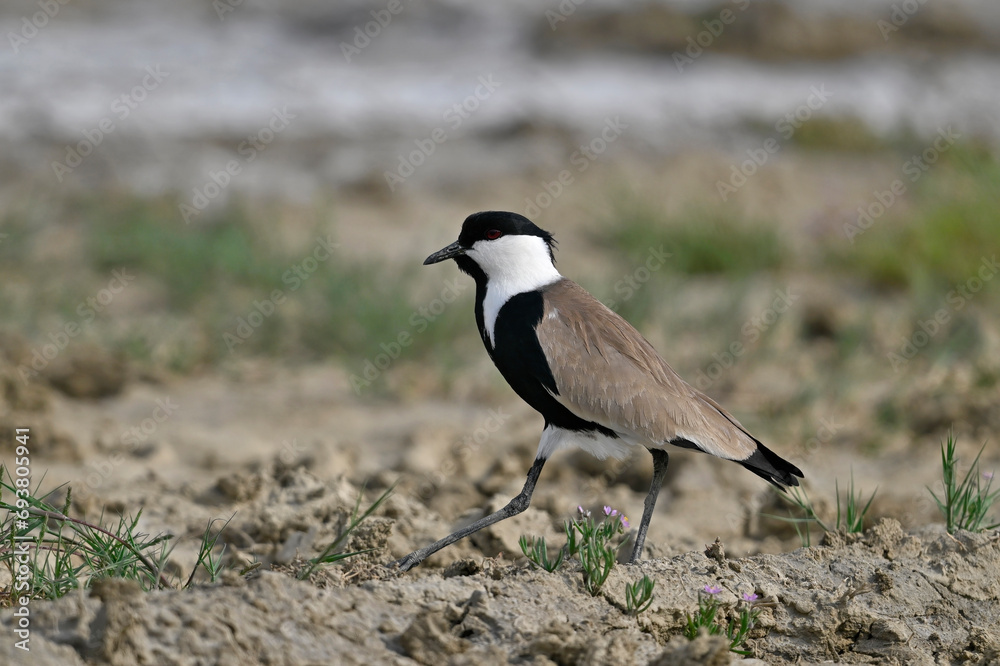 Spur-winged lapwing // Spornkiebitz (Vanellus spinosus) - Axios-Delta, Greece Spur-winged lapwing // Spornkiebitz (Vanellus spinosus) - Axios-Delta, Greece