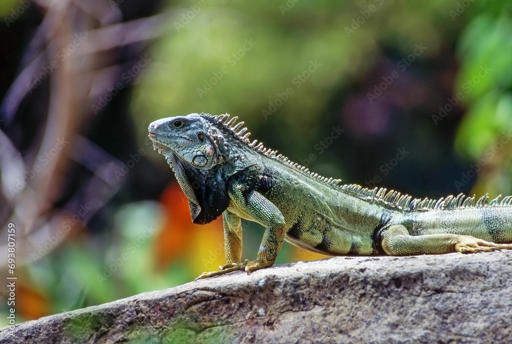 Green Iguana Green Iguana