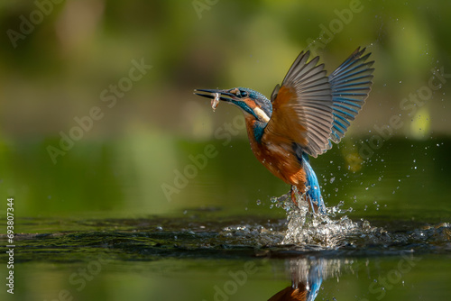 Common European Kingfisher (Alcedo atthis). Kingfisher flying after emerging from water with caught fish prey in beak on green natural background. Kingfisher caught a small fish © Albert Beukhof