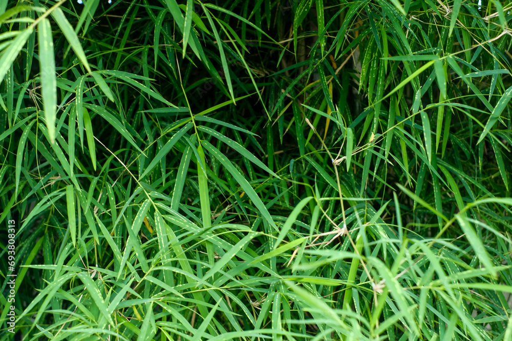 Bamboo Tree and the Charm of Nature Bamboo Tree and the Charm of Nature