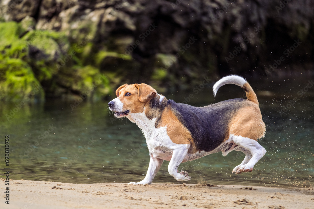 Beagle mojado jugando  en la playa 