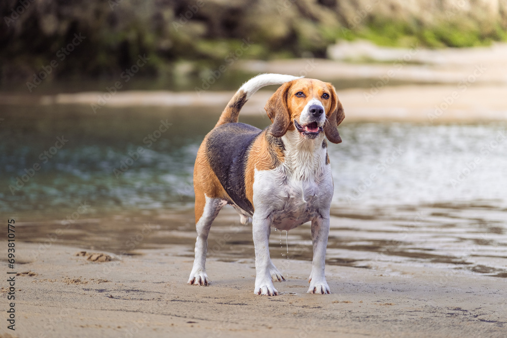Beagle mojado con cara de contento con la playa de fondo,Perro con sobrepeso