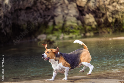 Beagle running on the beach with another dog