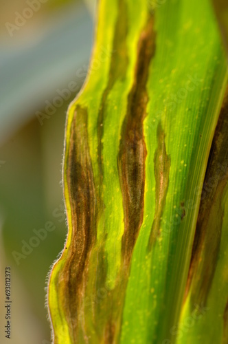 Blattfleckenkrankheit,  Helminthosporium turcicum - spp. , Maisblätter photo
