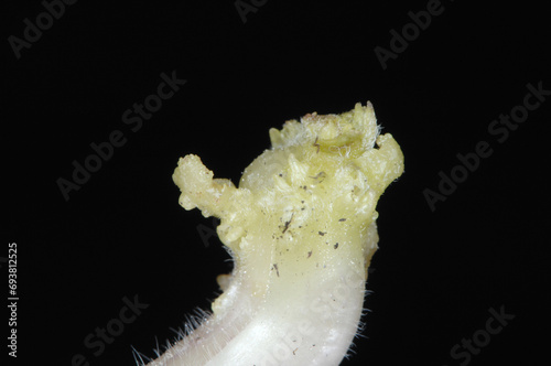 Kartoffelkrebs, Synchytrium endobioticum photo