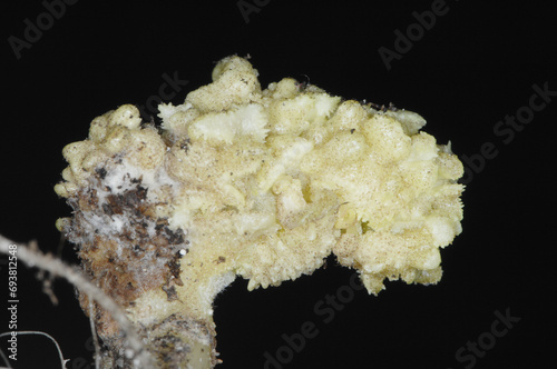 Quadro su tela Kartoffelkrebs, Synchytrium endobioticum