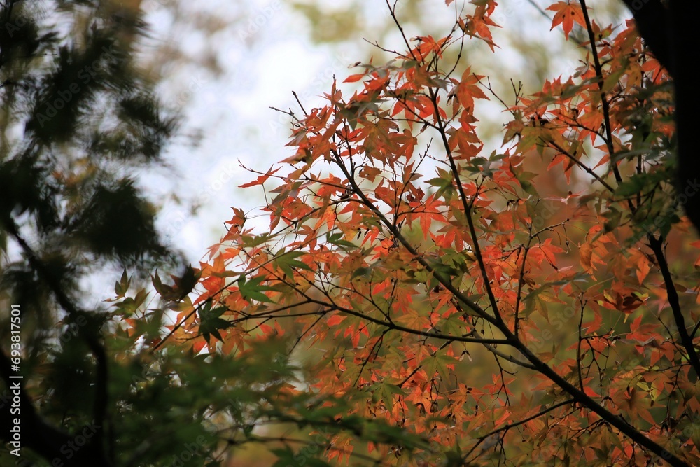 赤いモミジの紅葉 赤いモミジの紅葉