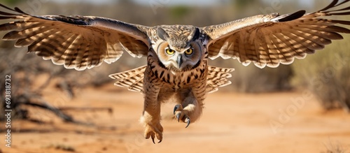 Kgalagadi's eagle Owl was seen. photo