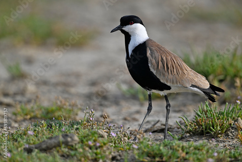 Spornkiebitz    Spur-winged lapwing  Vanellus spinosus  - Axios-Delta  Griechenland