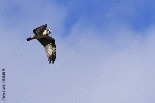 Osprey in flight, eyes watching the prey