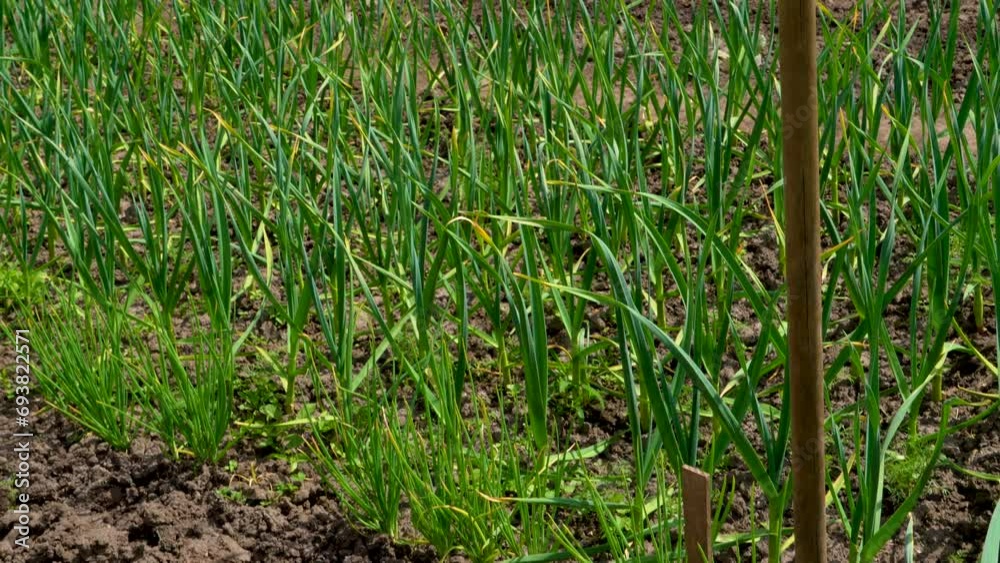 Ripening garlic growing in the garden. Growing garlic on the homestead. Green leaves of garlic. Garlic bed. Natural product Ripening garlic growing in the garden. Growing garlic on the homestead. Green leaves of garlic. Garlic bed. Natural product