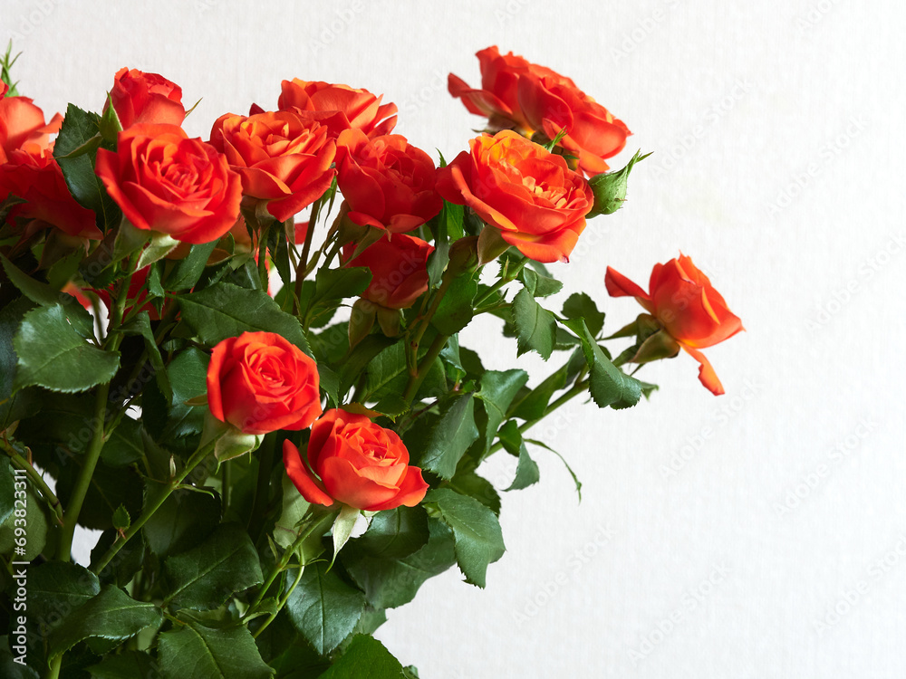 Beautiful red roses on a light background Beautiful red roses on a light background