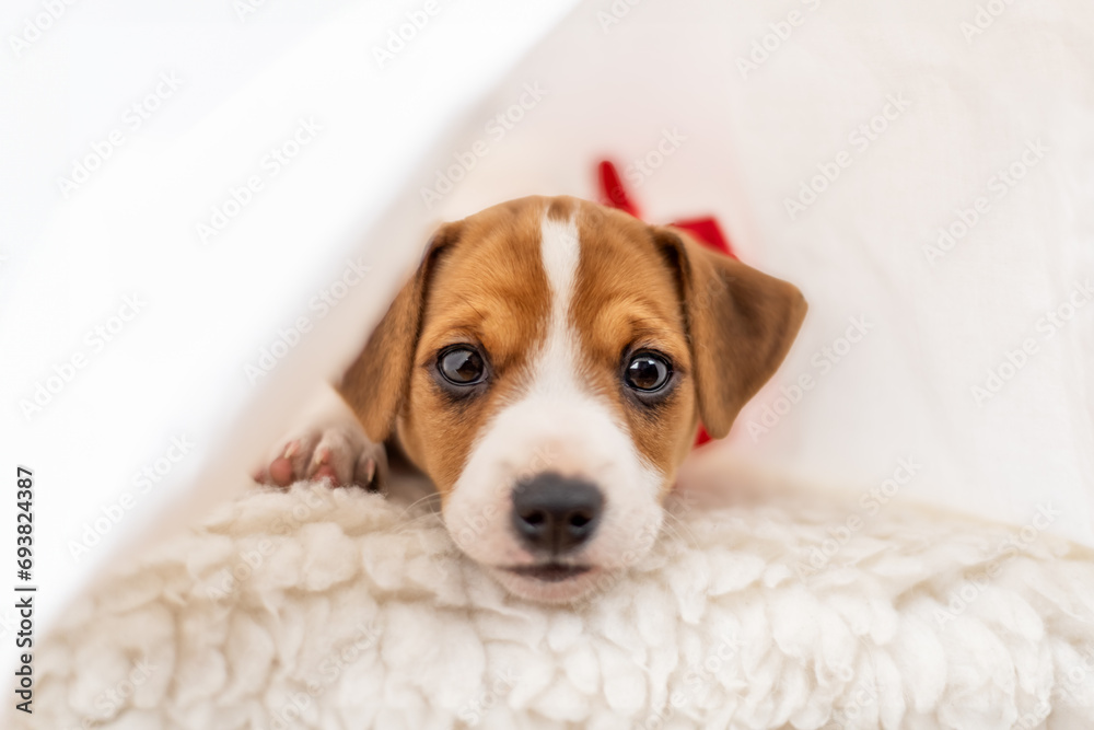 Most adorable Jack Russel terrier puppy with folded ears and cute eyes laying on the bed