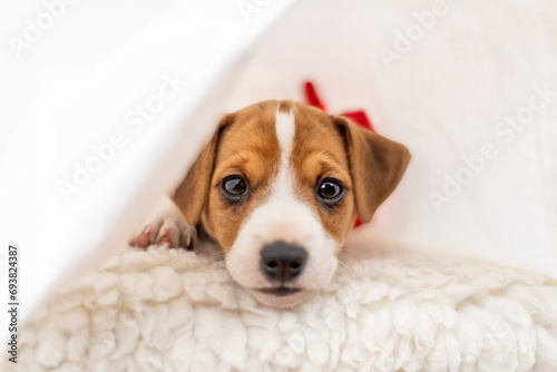 Most adorable Jack Russel terrier puppy with folded ears and cute eyes laying on the bed © Ivan Kmit