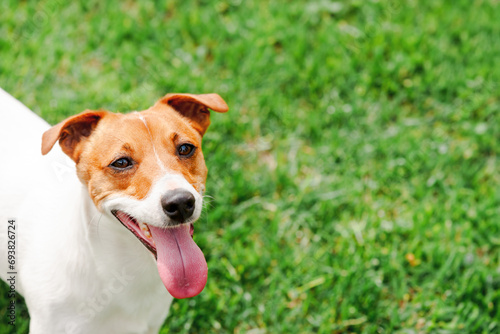 Adult Jack Russel Terrier puppy on green lawn with his tongue hanging out. Dogs and pets photography
