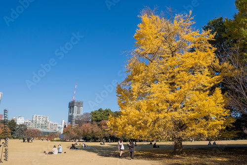 Autumn scenery of Shinjuku Park, ginkgo trees and picnics