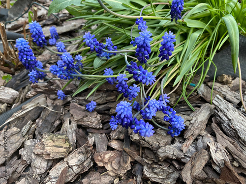 Light blue muscari neglectum flowers planting in the garden blooming in spring photo