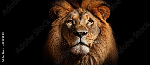 Lion from Africa photo