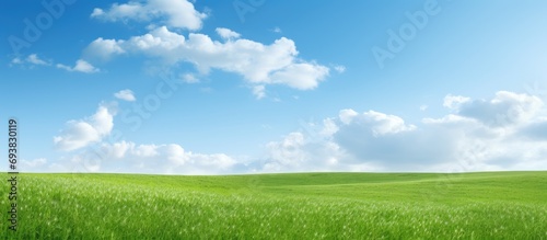 Green grass and sky in a field.