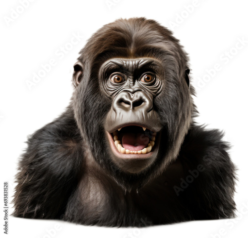 Funny Expression Gorilla isolated cutout on transparent background. advertisement. presentation. poster, sticker.