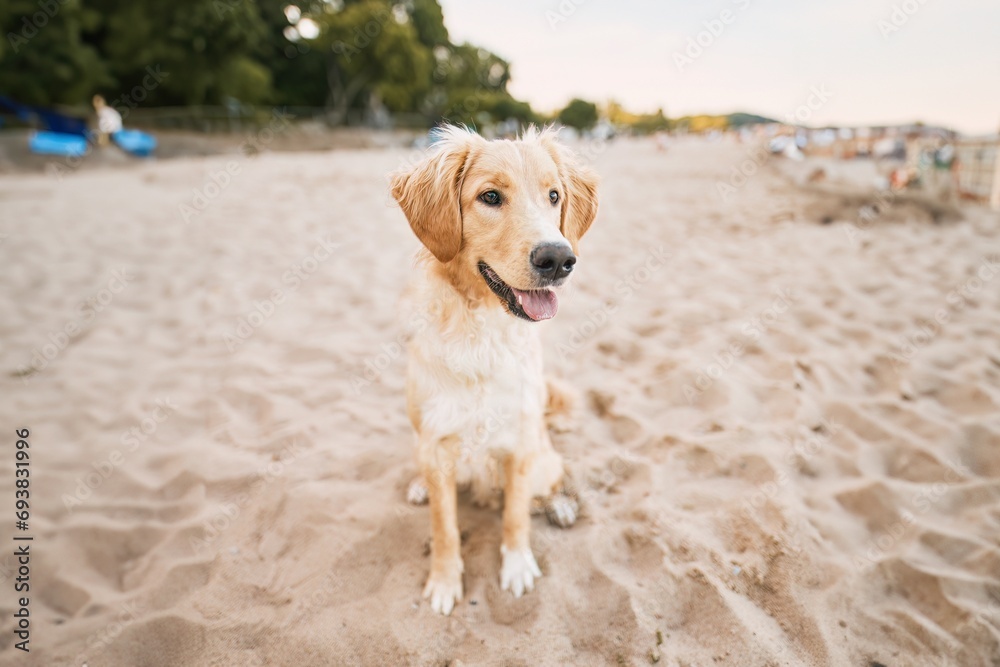 A happy golden retriever enjoys the summer at the beach. The dog plays with the sand and water on the shore of the Baltic Sea. A portrait of a cute and friendly pet in nature. A happy golden retriever enjoys the summer at the beach. The dog plays with the sand and water on the shore of the Baltic Sea. A portrait of a cute and friendly pet in nature.