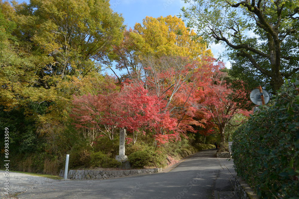 Naklejka premium 秋の曼殊院 参道の紅葉 京都市左京区