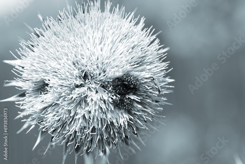 Blessed milk thistle pink flowers in field. Silybum marianum plant. St. Mary s thistle bloom pink. Close-up bee collecting pollen on purple thistle flower. Large purple wildflower with bee diving into